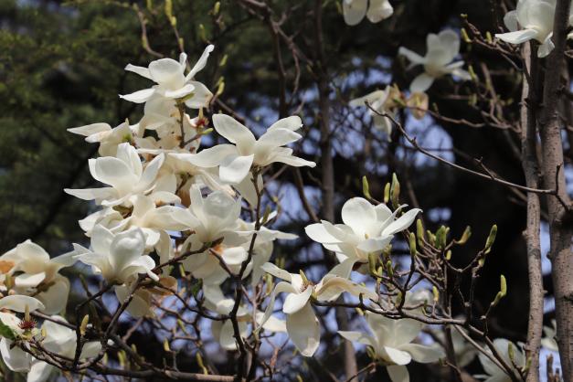 校园花开 玉兰皎皎 桃花灼灼 赴一场春日之约